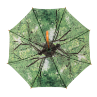 Regenschirm Baumkrone